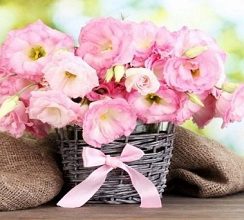 ВІТАЄМО НАШИХ БУХГАЛТЕРІВ ІЗ ПРОФЕСІЙНИМ СВЯТОМ!