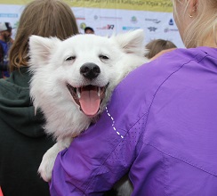 «КИЇВМІСЬКБУД» ДОЛУЧИВСЯ ДО ЗАБІГУ З СОБАКАМИ